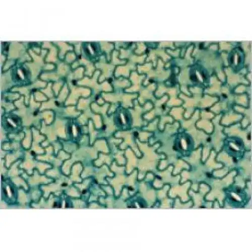 蚕豆叶下表皮装片