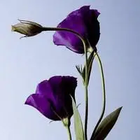 微信头像小清新花 清新淡雅的花儿【点击鼠标右键下载】