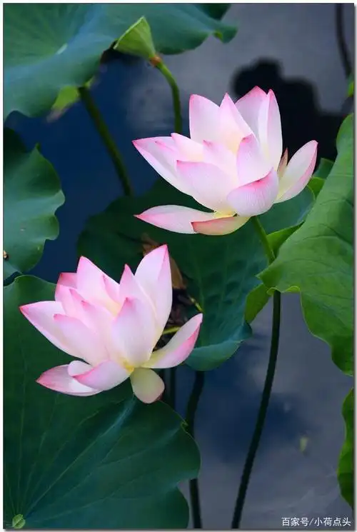 莲花就是荷花么(莲花是荷花)