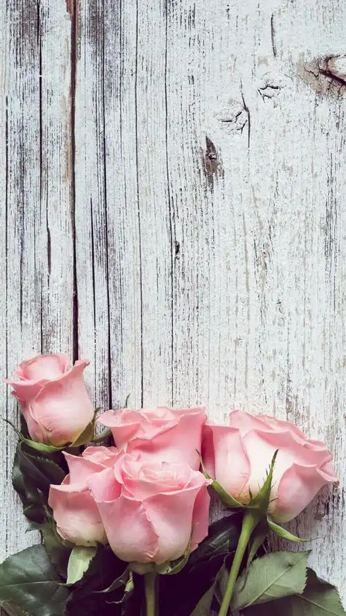 玫瑰高雅壁纸