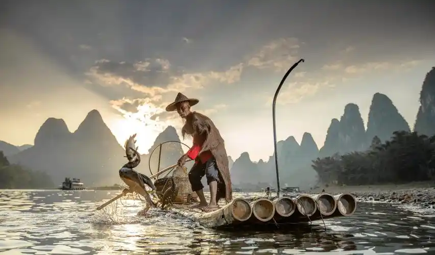 鸬鹚捕鱼的精彩画面中国古老的捕鱼手艺如今却面临失传