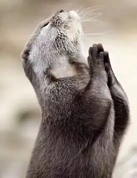 迎新年 悠楠瑜伽带你完成108遍拜日式