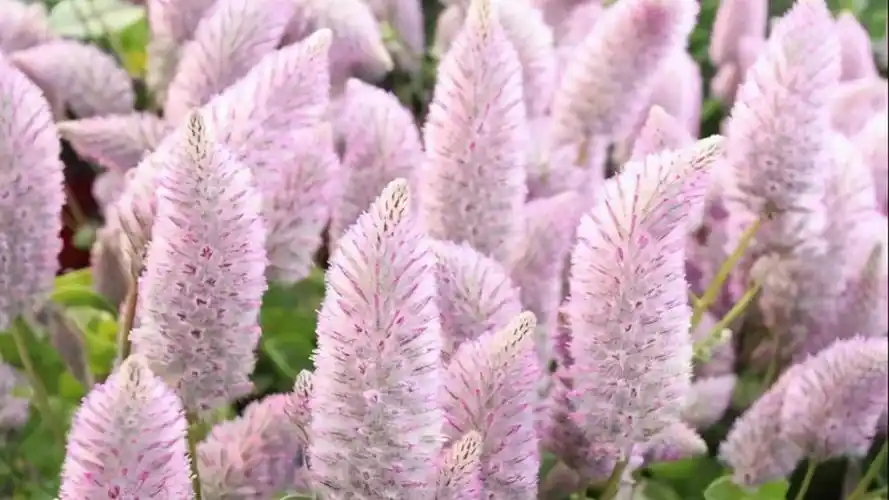教你来栽培,毛茸茸的植物澳洲狐尾草,花盆里的"狐狸尾巴"