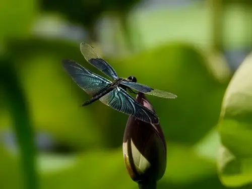 其它 荷中的小蜻蜓 写美篇雨过天晴,涨满水的池塘上轻拢着一层淡淡的