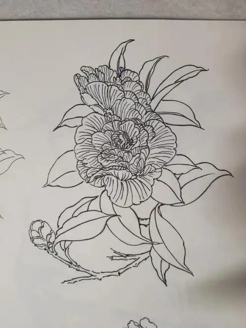 白描  #工笔  #花鸟画  #国画花鸟  #记录生活