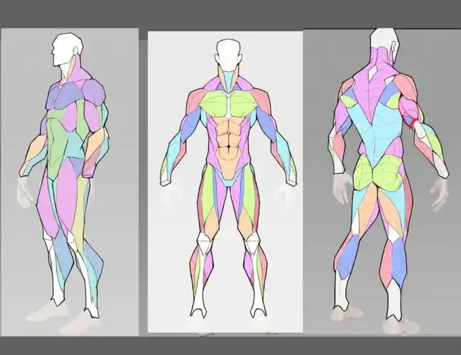 同学肌肉结构作业