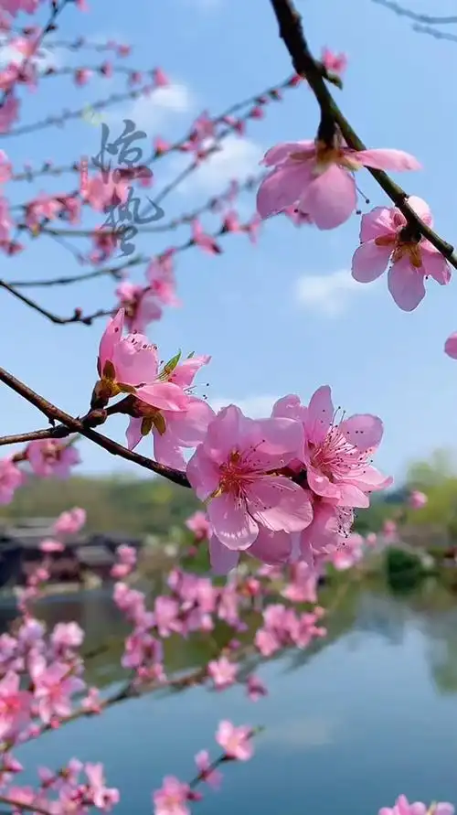 治愈风景欣赏:今日惊蛰:陌上桃花缓缓开,愿所有美好,与春