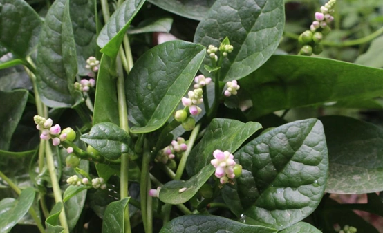 木耳菜:古老绿叶菜的营养功效和禁忌事项