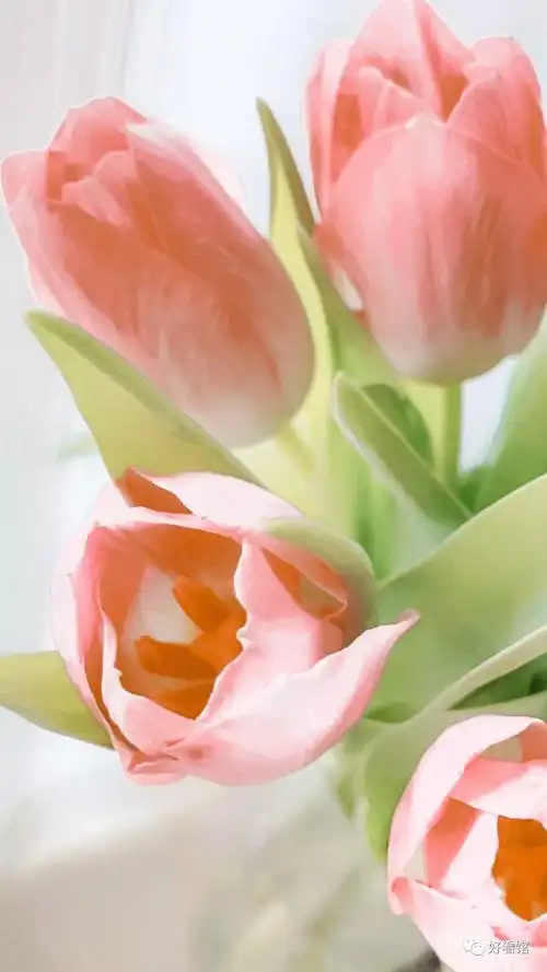 郁金香自然清新高清手机壁纸植物壁纸壁纸图片郁金香壁纸郁金香高清