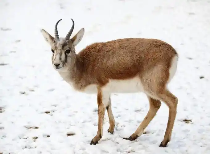 肃南公安成功救助一只国家二级野生保护动物鹅喉羚
