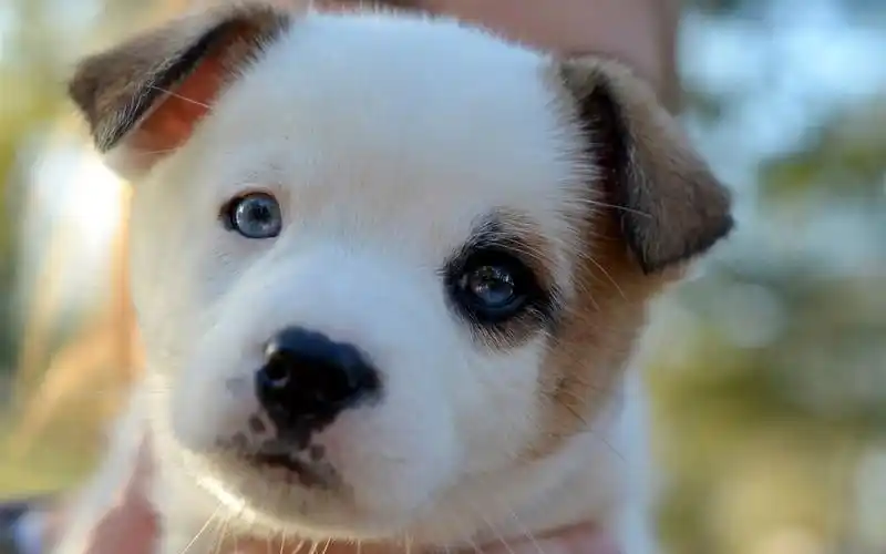 可爱的小狗看着你,脸庞,朦胧 iphone 壁纸