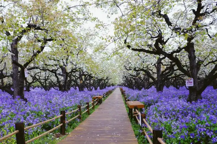 三台山森林公园 - 风土人情 - 西楚网-宿迁综合门户网站,国内有影响的