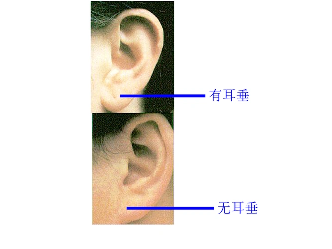 2.1基因控制生物的性状 课件(32张ppt)