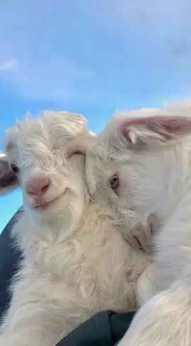 手机已找到求壁纸两只可爱羊羊