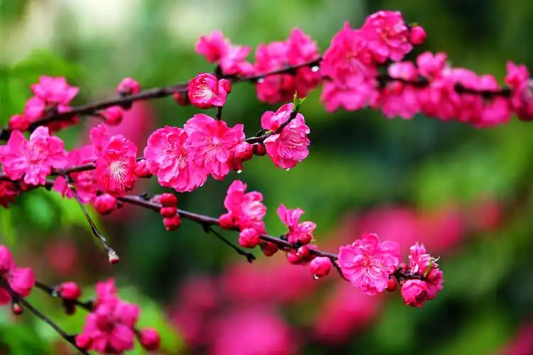 三河村油菜花儿开!