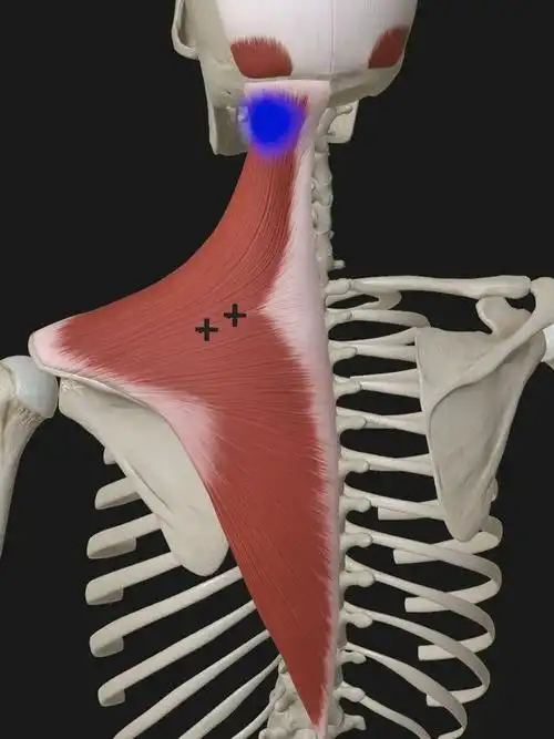 关于斜方肌最全的介绍都在这里了!