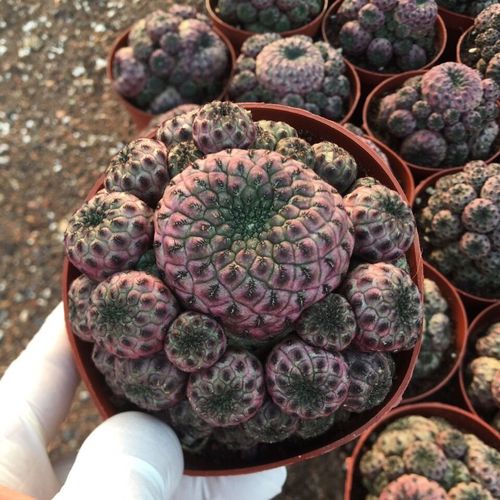 【紫】紫丽丸群生开花不扎手仙人球多肉植物室内盆栽花卉 包邮