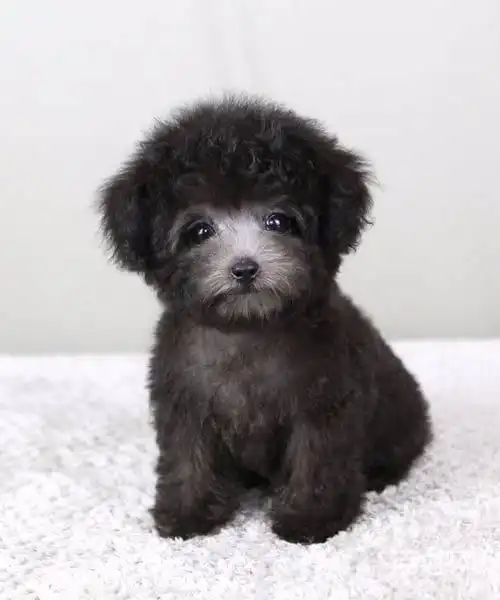 灰色泰迪多少钱一只.