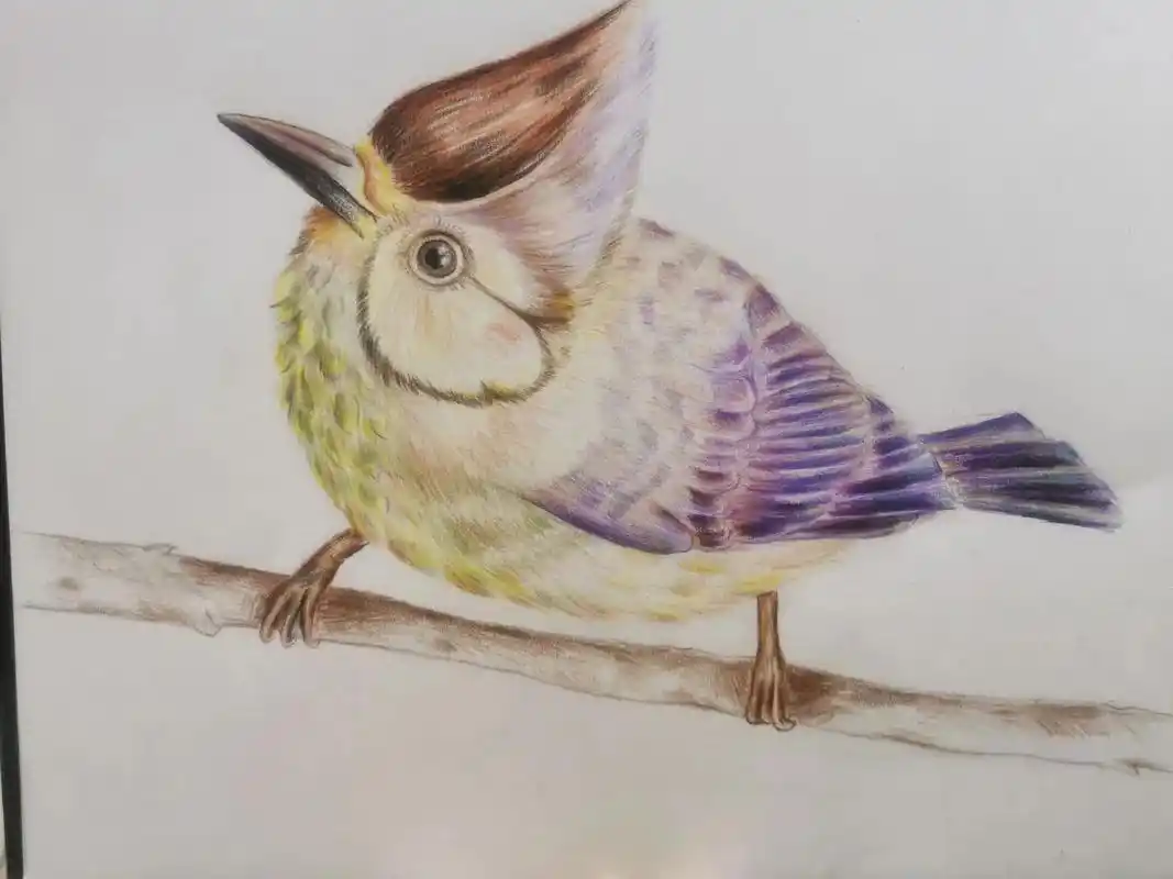 彩铅绘画 #彩铅画 #画眉鸟的画法 #每日一画挑战365天 - 抖音
