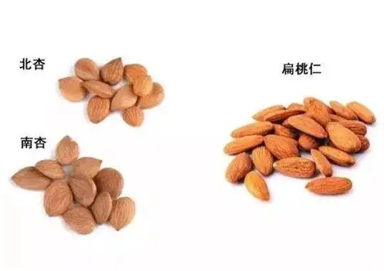 以下图文简单了解一下巴坦木,北杏仁和南杏仁:多数