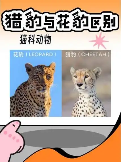 猎豹与花豹区别