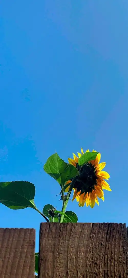 壁纸生活明朗万物可爱