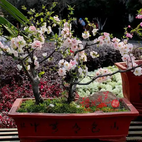 四季海棠花苗盆栽,日本海棠苗,垂丝西府海棠花树苗海棠花卉盆景