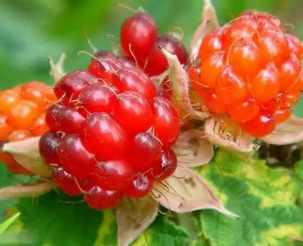 水果名字大全集100种50种罕见水果