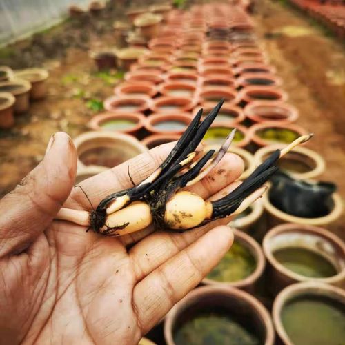 镜之月碗莲藕根茎水培植物迷你藕根茎四季睡莲小荷花小型种成品苗微型