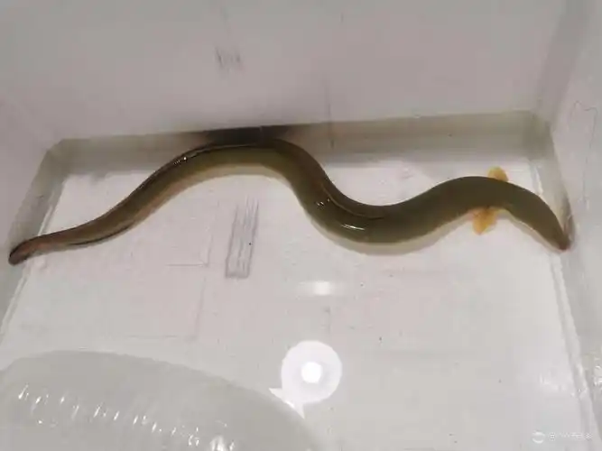 野生河鳗今日新货