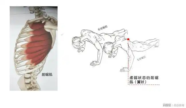 双手放在髂骨两侧向上向后旋转,可以感受到核心肌群的收缩,舒展无压力