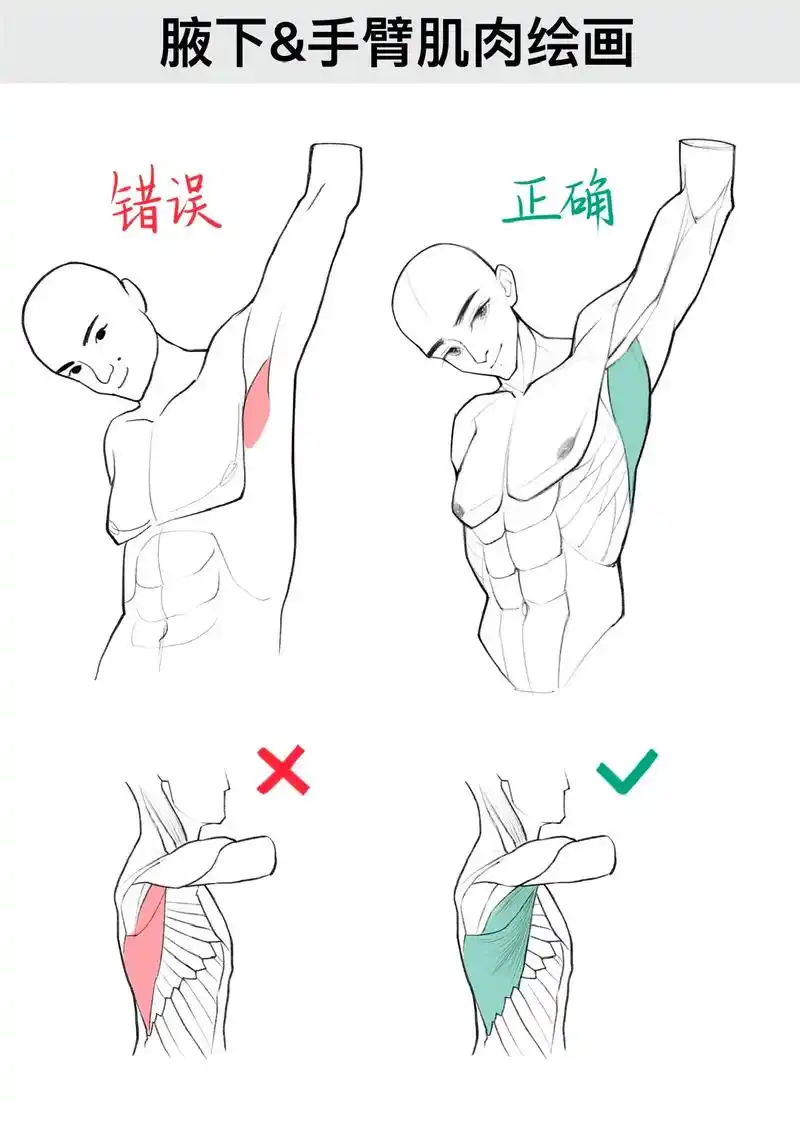 腋下肌肉&手臂肌肉绘画.#人体结构 #二次元 #绘画教程 # - 抖音