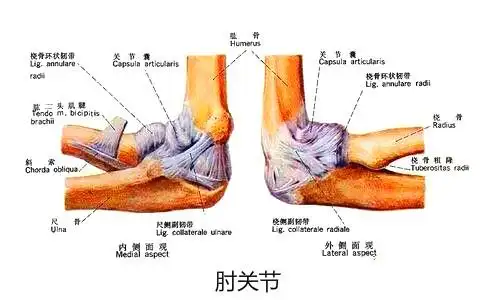 肘关节疼痛,可能是肘关节骨关节炎
