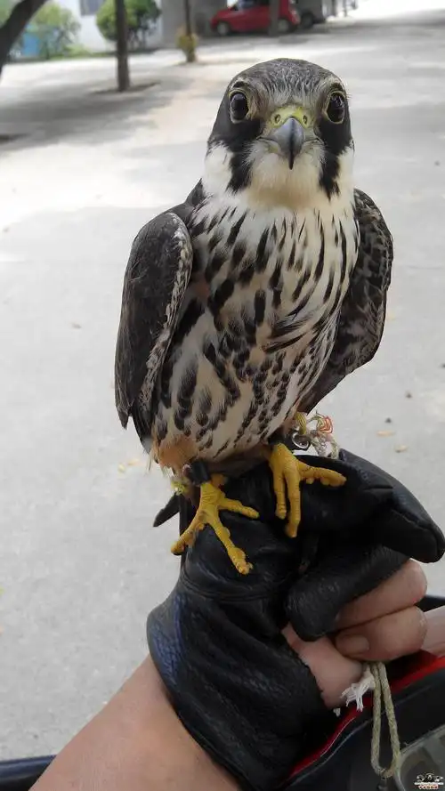 帮忙看看几年的燕隼