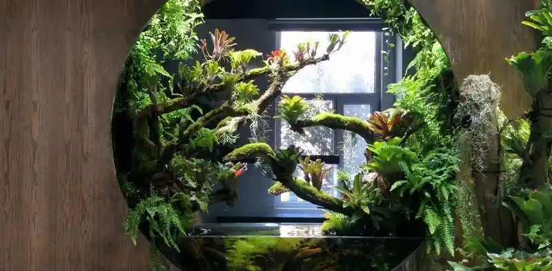 以孔雀鱼为生态鱼缸的核心造景,能为公司增添富贵运势!