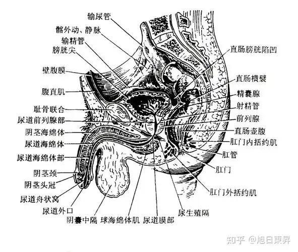 男性生殖器恩? - 知乎