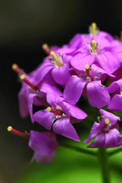 碎米荠 我们很容易地在林下,溪边,草甸等地方注意到它粉紫色的花簇