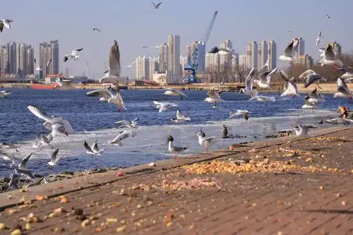 塘沽老码头看海鸥去