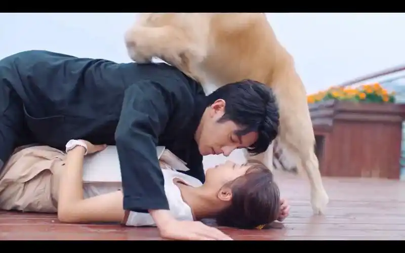 季肖冰张雅钦见过什么是金毛吻吗好想和你在一起