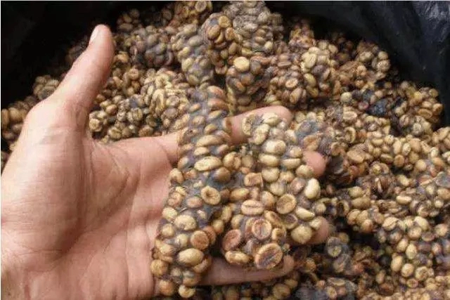 全世界最贵的3种屎产量稀有极难购买网友吃屎都难