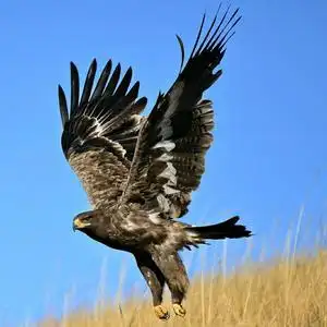 草原雄鹰头像