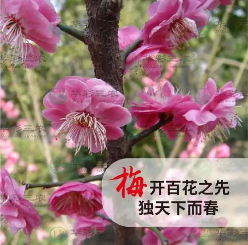 南昌白须朱砂梅