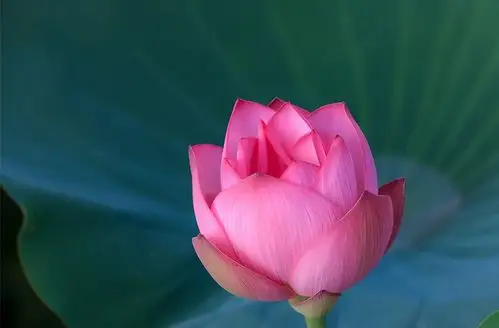 荷艺 - - - 七彩莲花开