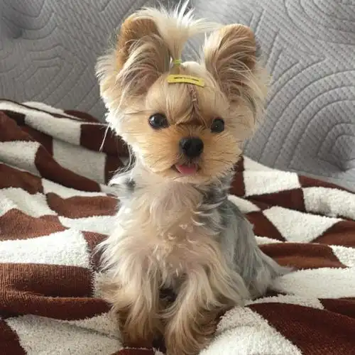 呀更新了一下近照把两边的毛剪掉了想留爱心头毕竟是个蓝孩子#约克夏