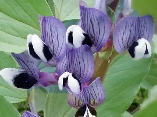 徐迅的蚕豆开花是紫色