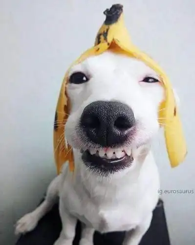 露牙笑狗狗,迷人笑容配上鲜花谁不拜倒在它的狗尾巴下!