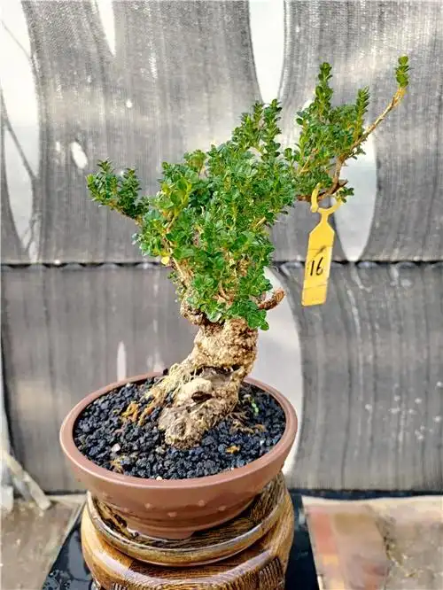 云南花卉小叶珍珠黄杨老桩盆景素材绿植微型桩掌上盆景室内造型.