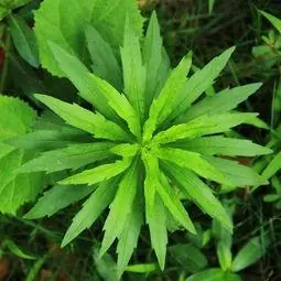 大飞蓬和小飞蓬的区别