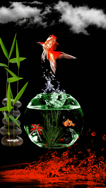 下载goldfishsamsung d600屏保 - 3010143 - goldfish akwarium ryby