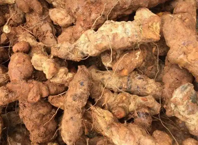 铁菱角的功效与作用,铁菱角的功效与作用图片(根被称为"祛湿之王")